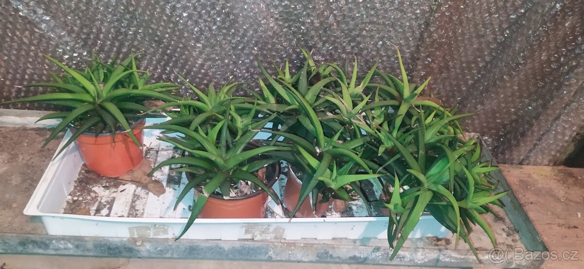 Různé druhy rostlin - 2