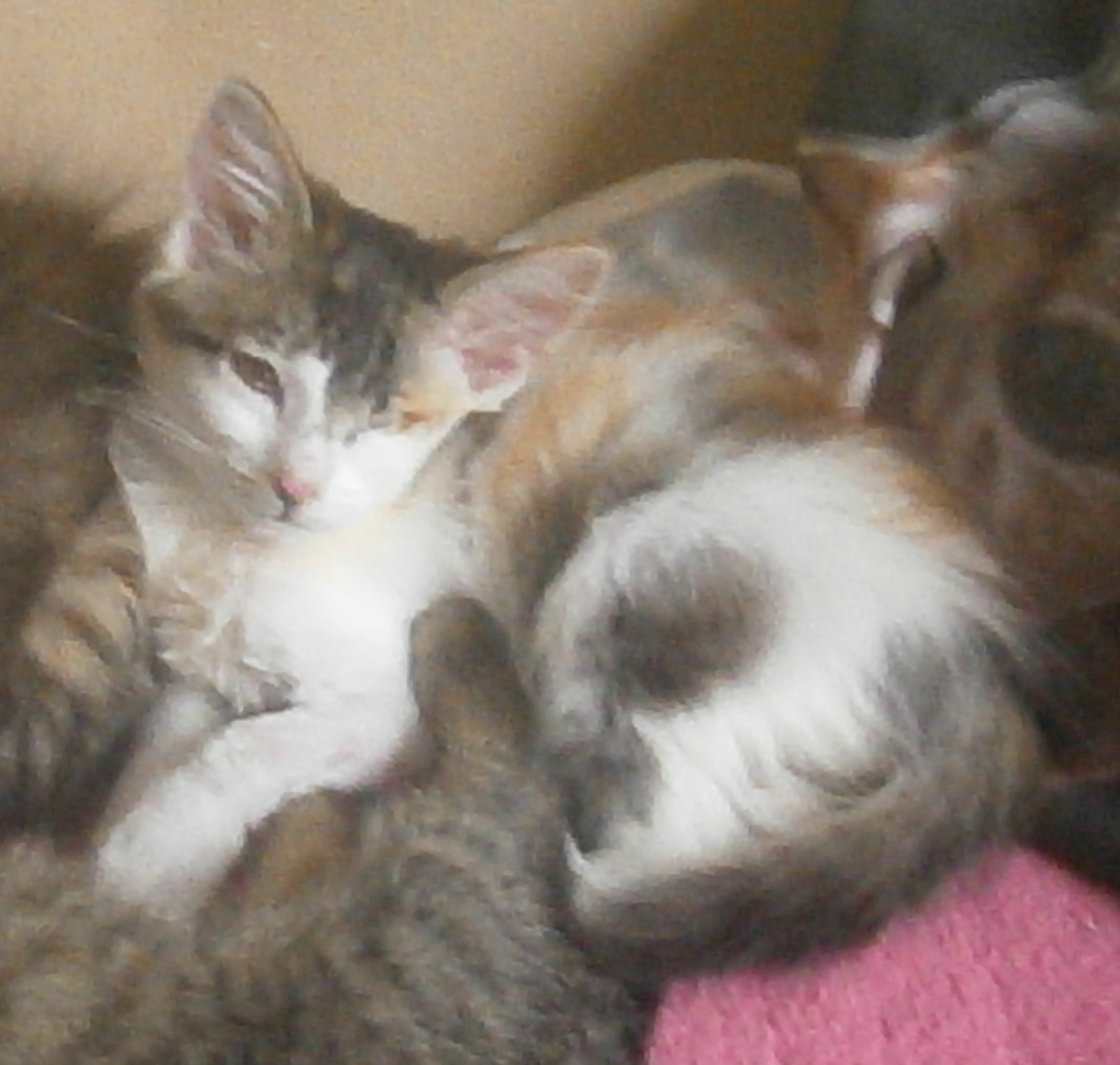 Dlouhosrstá světlá 3barevná Lucinka, 3měsíční kočička - 2