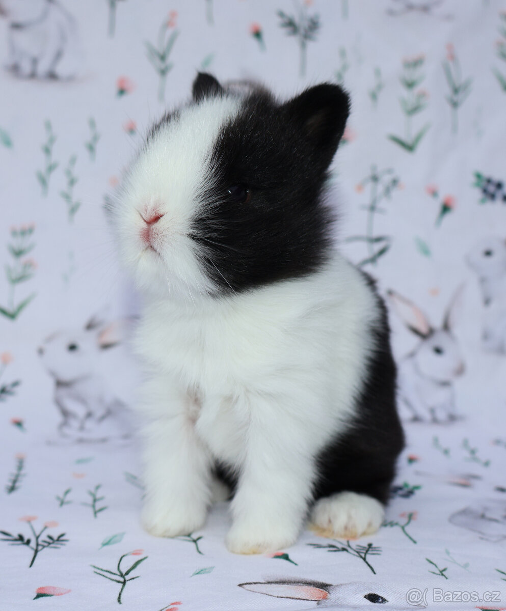 Zakrslý krátkouchý lvíček - samička . - 2