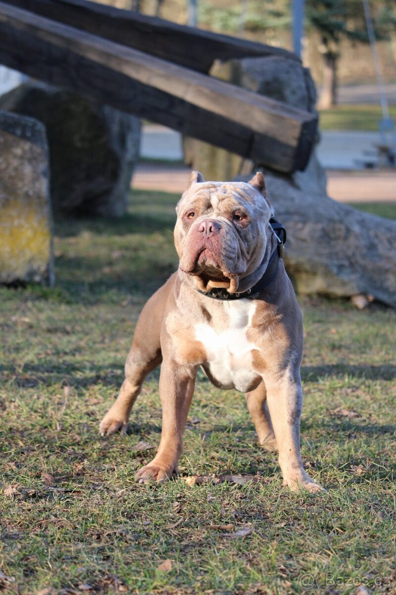 American bully pocket exotic-krytí - 2