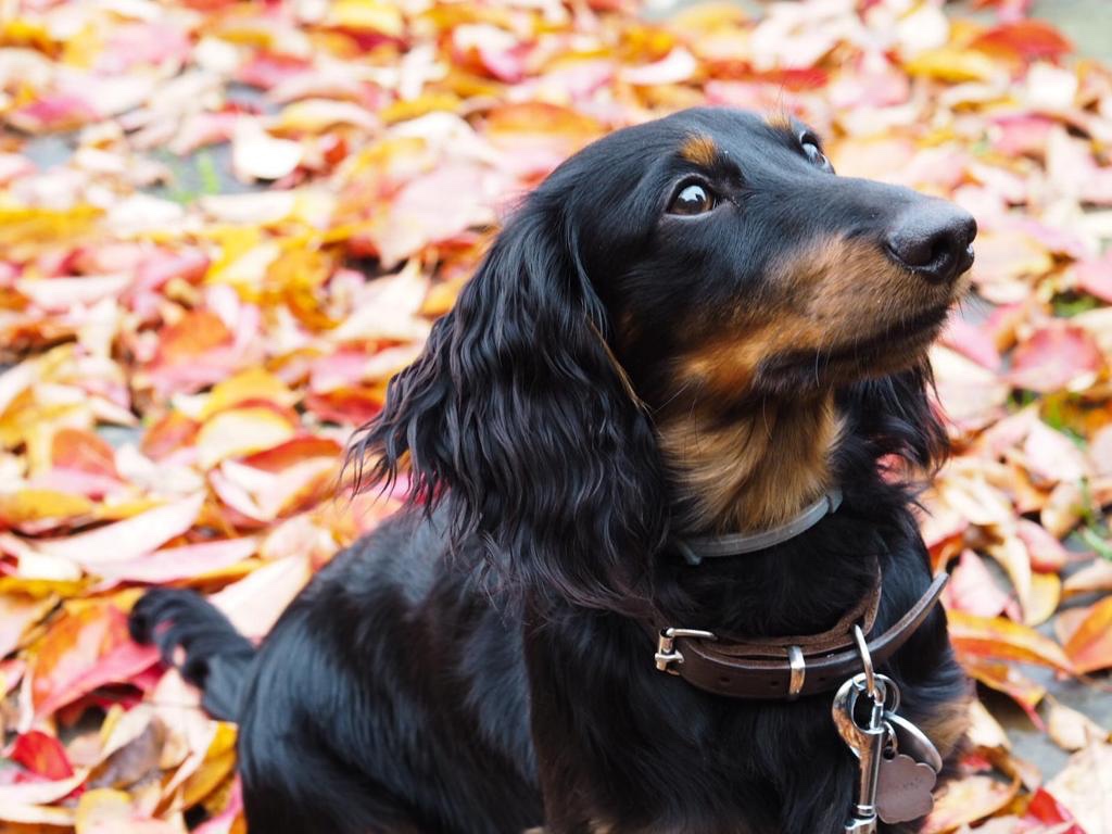 Jezevčík dlouhosrstý - 2