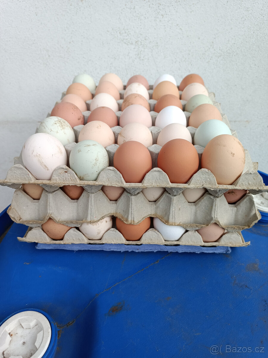 DOMÁCÍ VEJCE Z VOLNÉHO CHOVU - 2