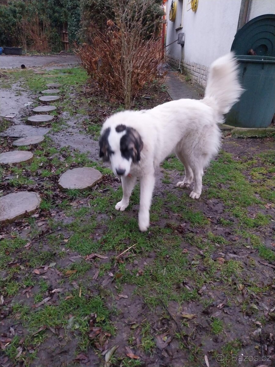 Daruji - zamluvená - 2