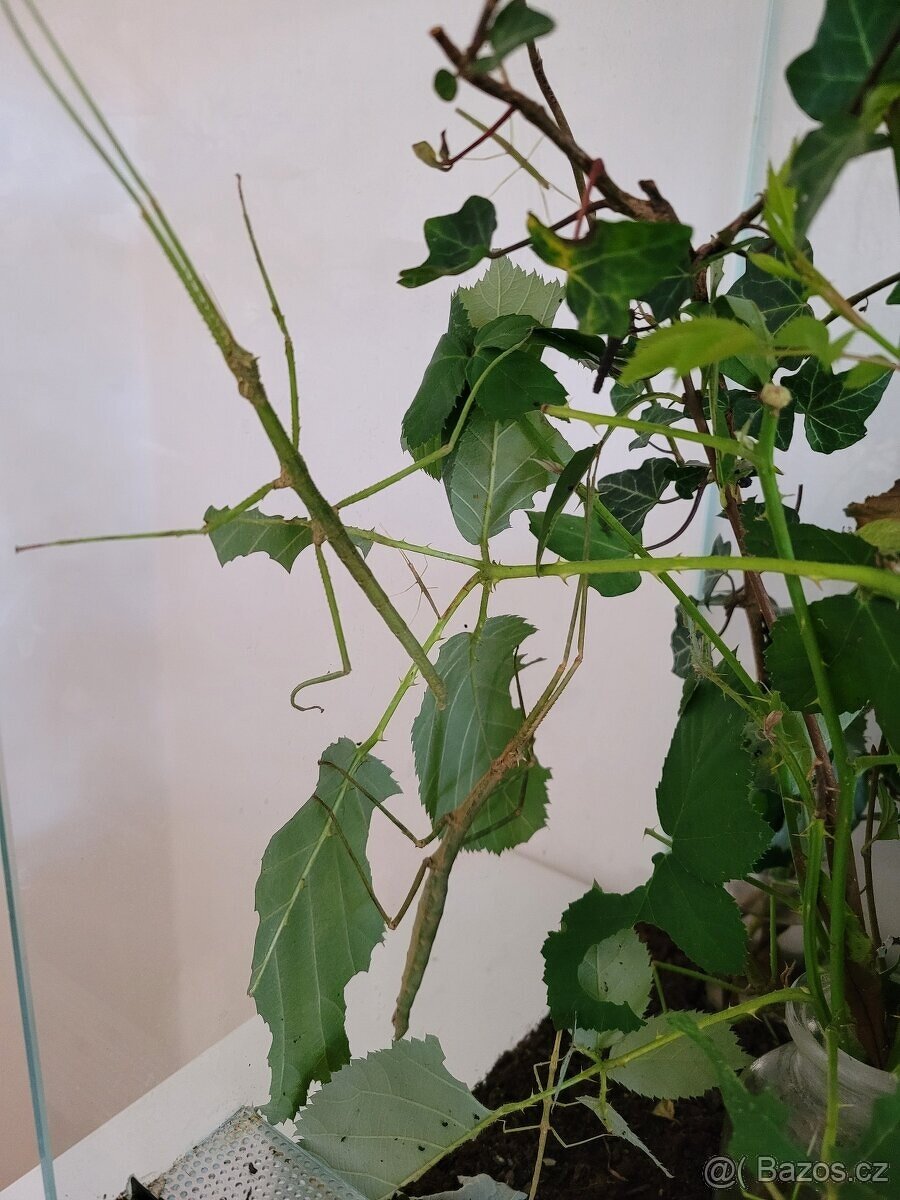 Daruji strašilky - 2