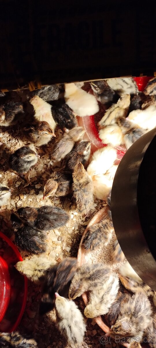 Křepelka japonská nosná - 2