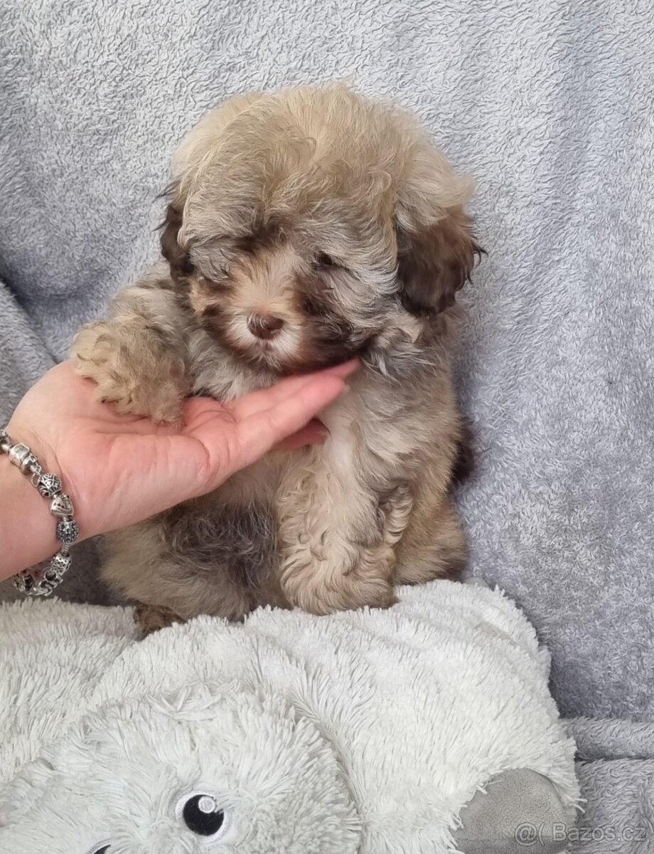 Ruská Barevná Bolonka s PP - 2