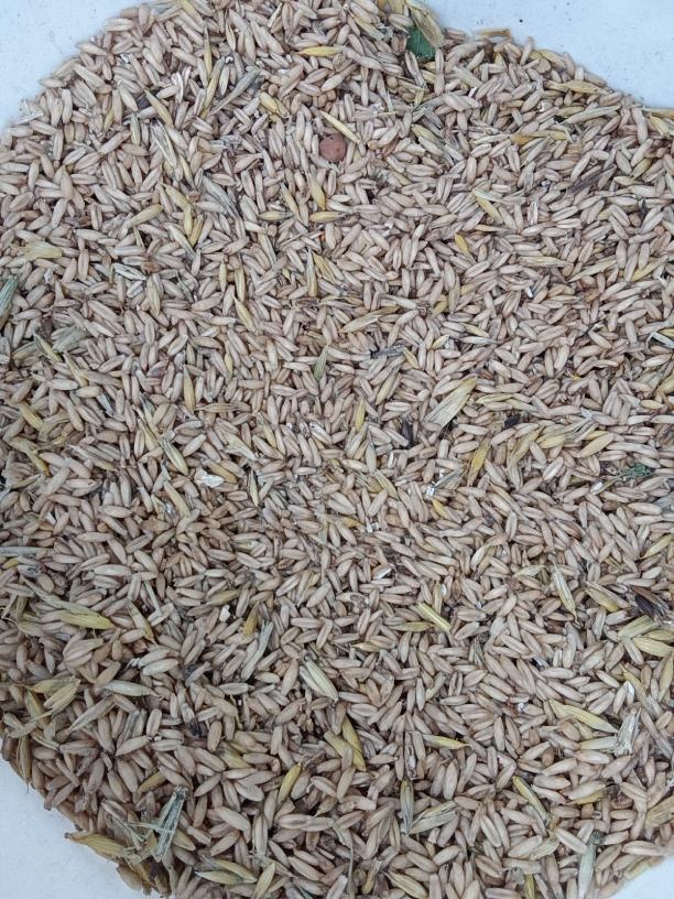 Oves,proso,hrách a ječmen na prodej - 2