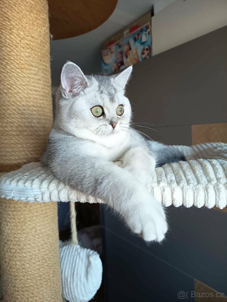 Britské shaded s PP - 2