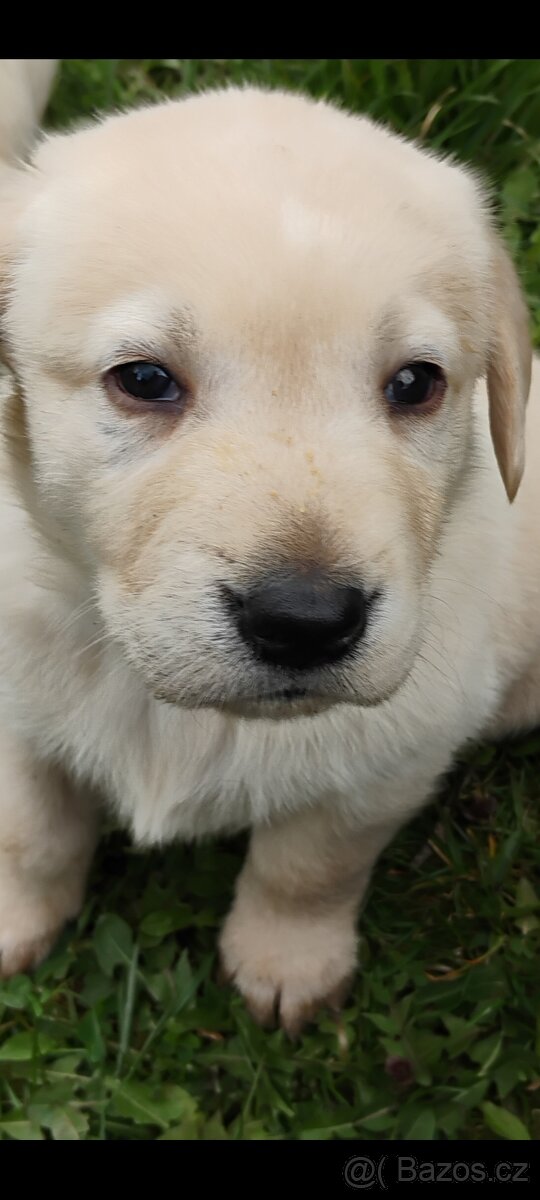 Štěňata labradora - 2