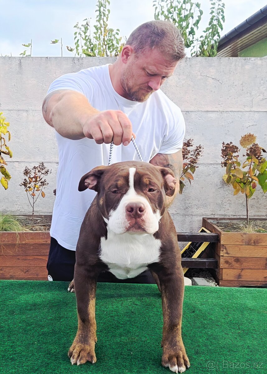 American bully - ch.s. Family Muscle Bullies - 2