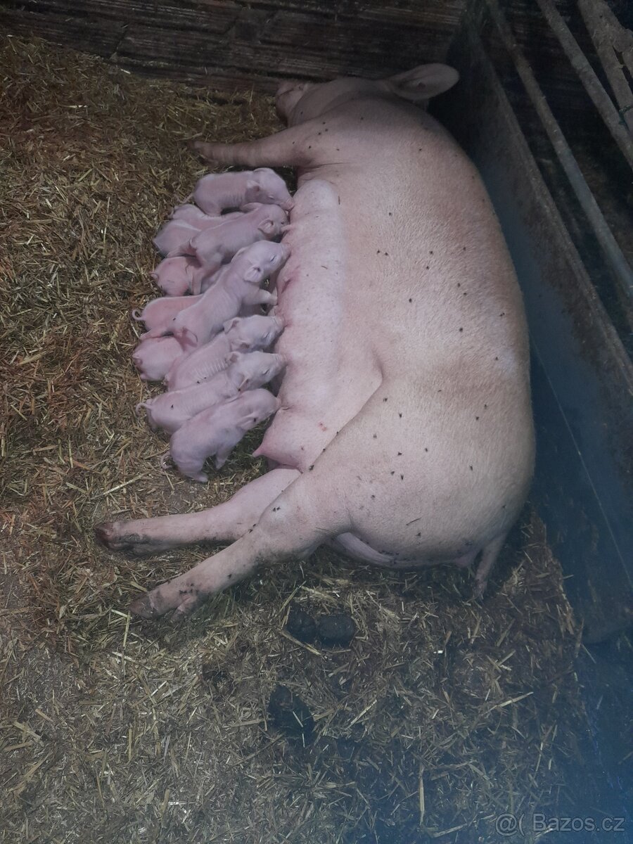 Sele Selata Prase Prasata - 2