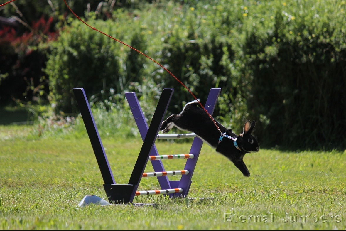 sportovní králík s pp - Hook - 2