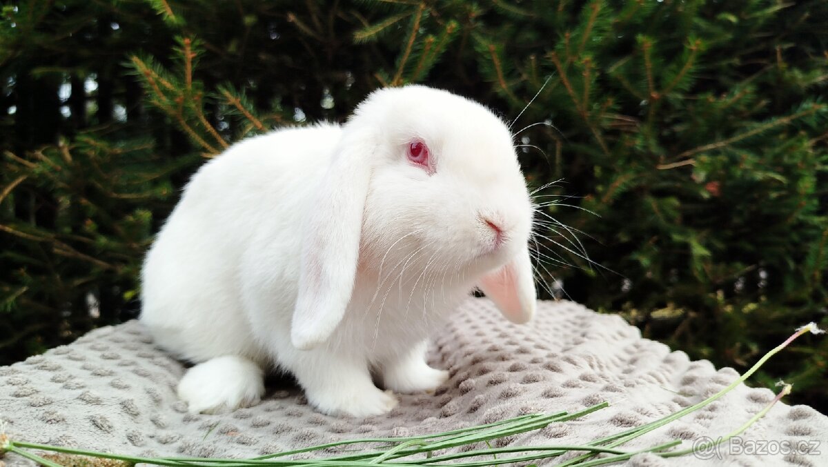 Zakrslý beránek, králík, králíček - WILLIAM - 2