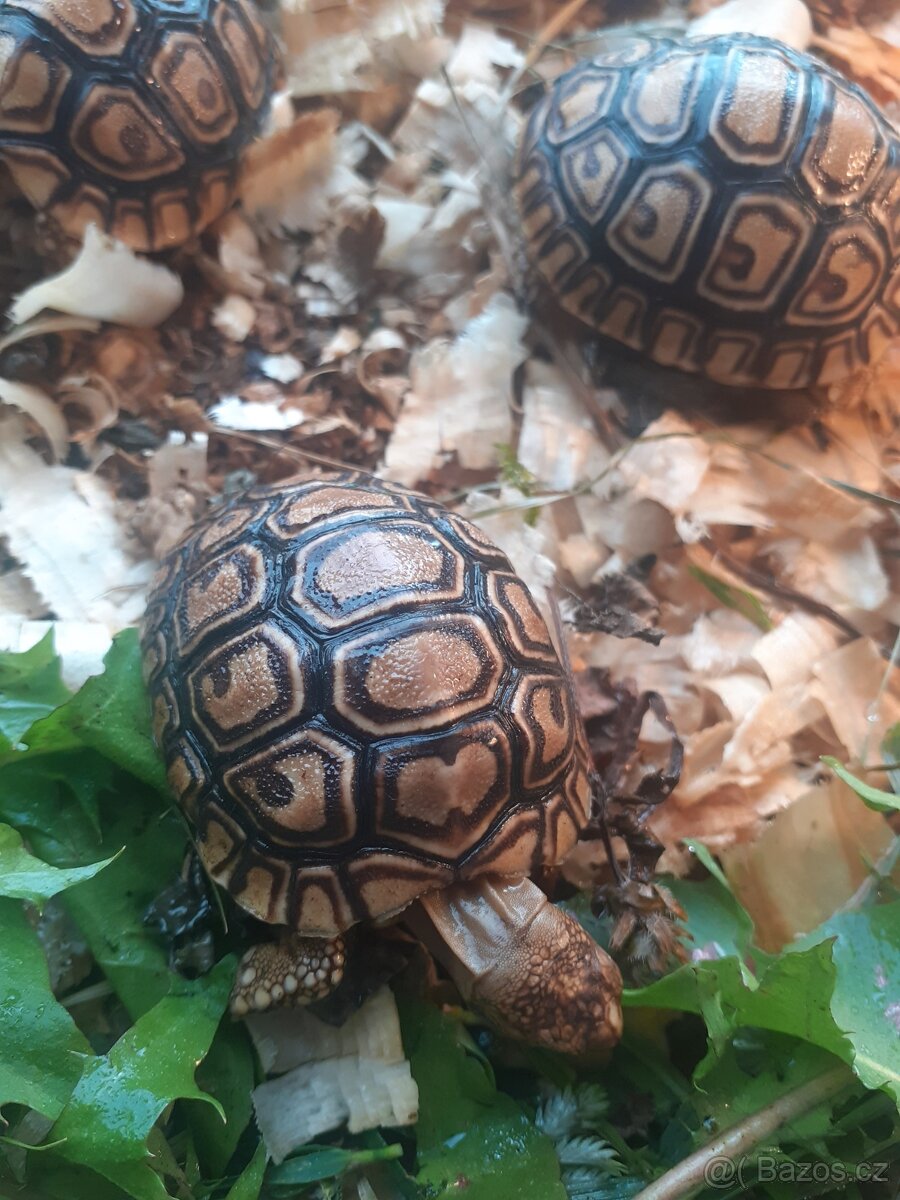 Želva pardali mláďata - 2