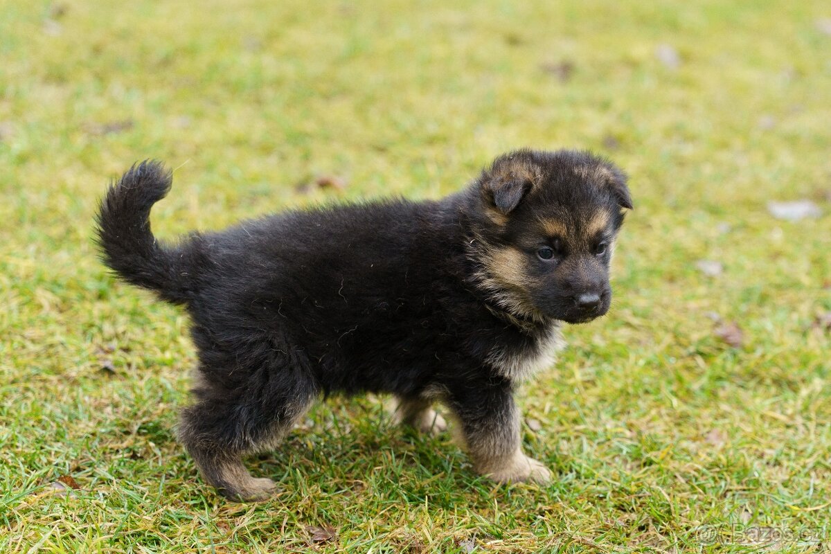 Německý ovčák s PP - 2