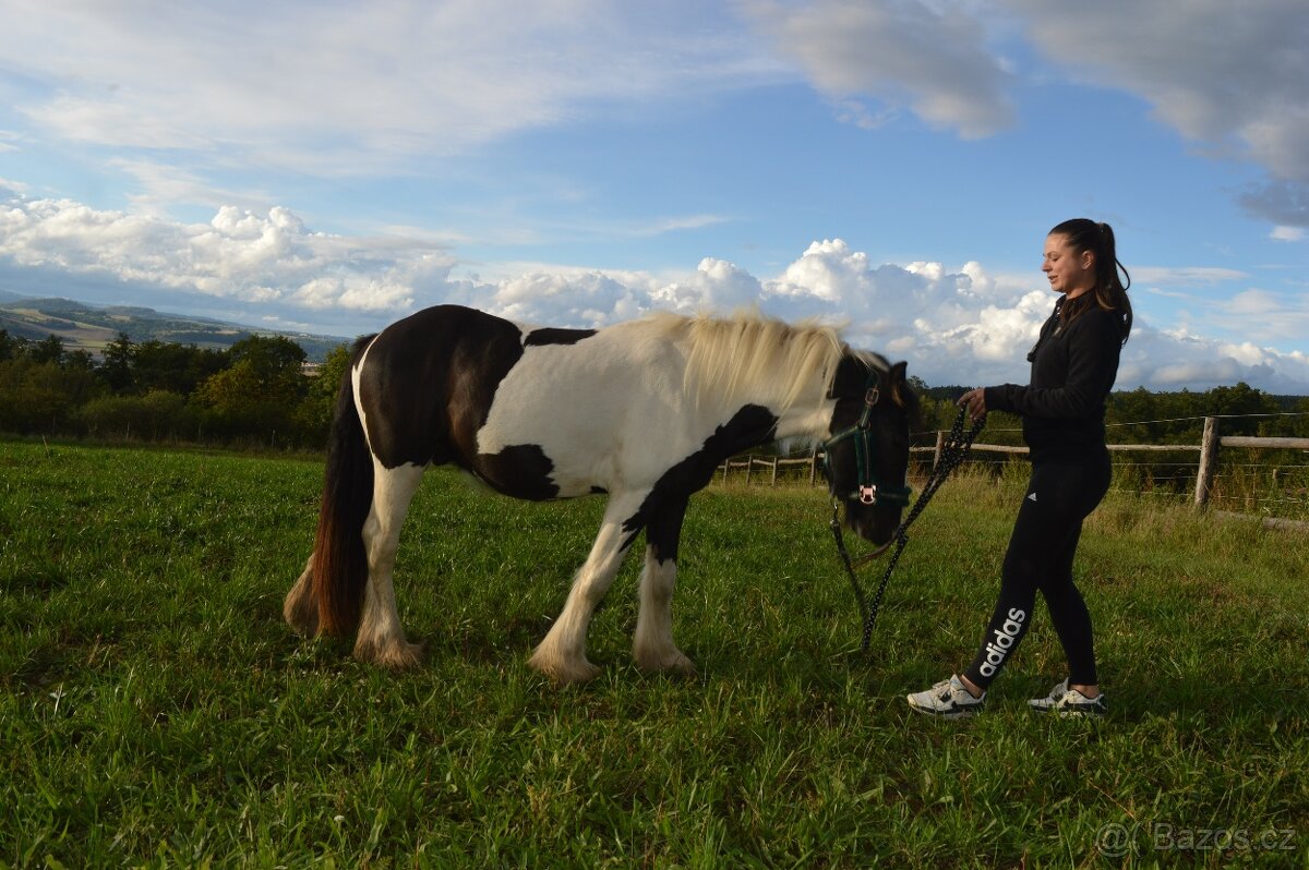 Prodej Irského Coba - 2