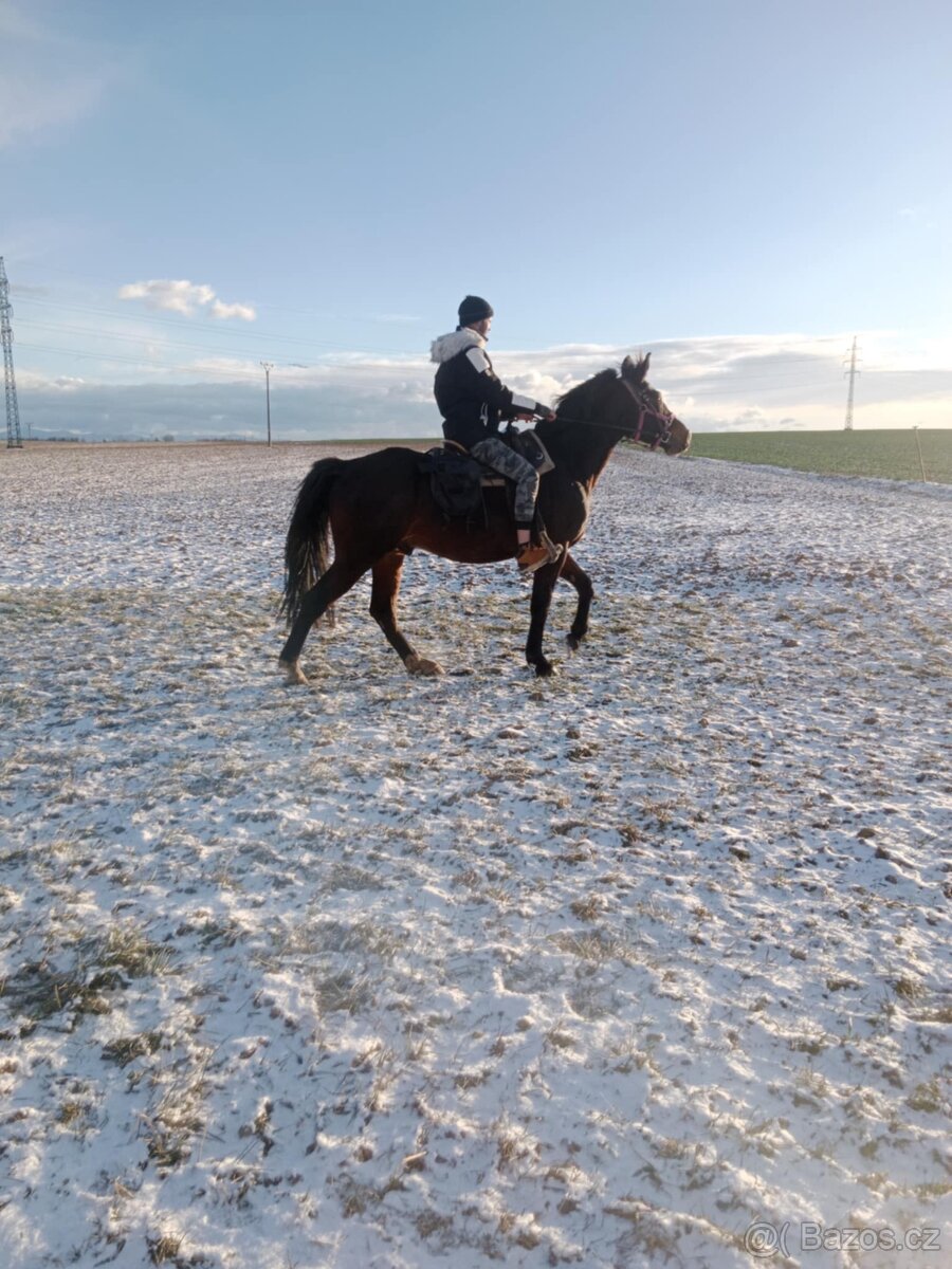 Malopolsky valach - 2