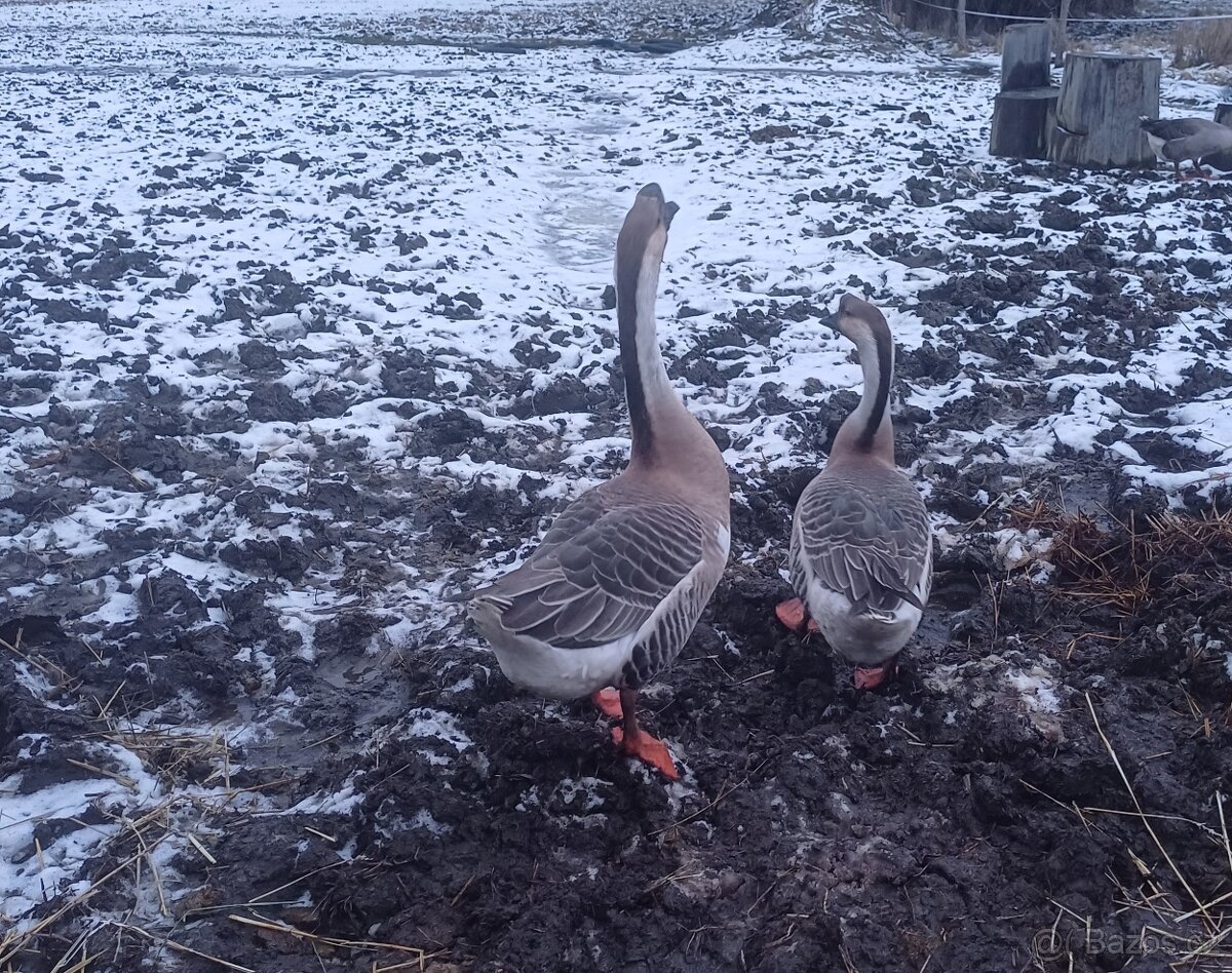 Pár husy labutí - 2