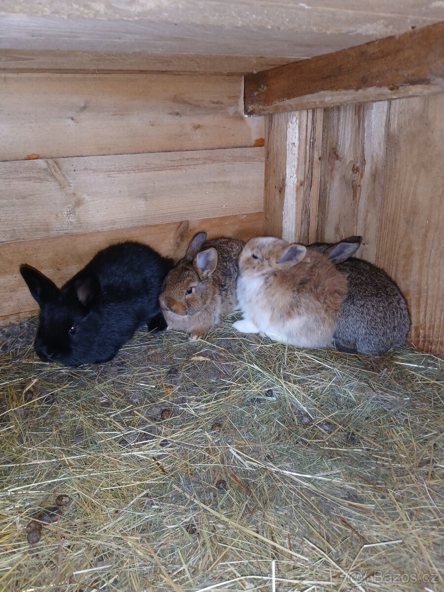 Samice s mladýma - 2