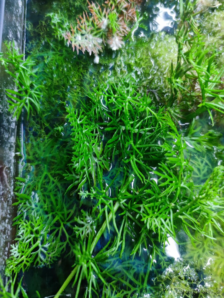Plovoucí akvarijní rostliny Limnobium laevigatum - 2
