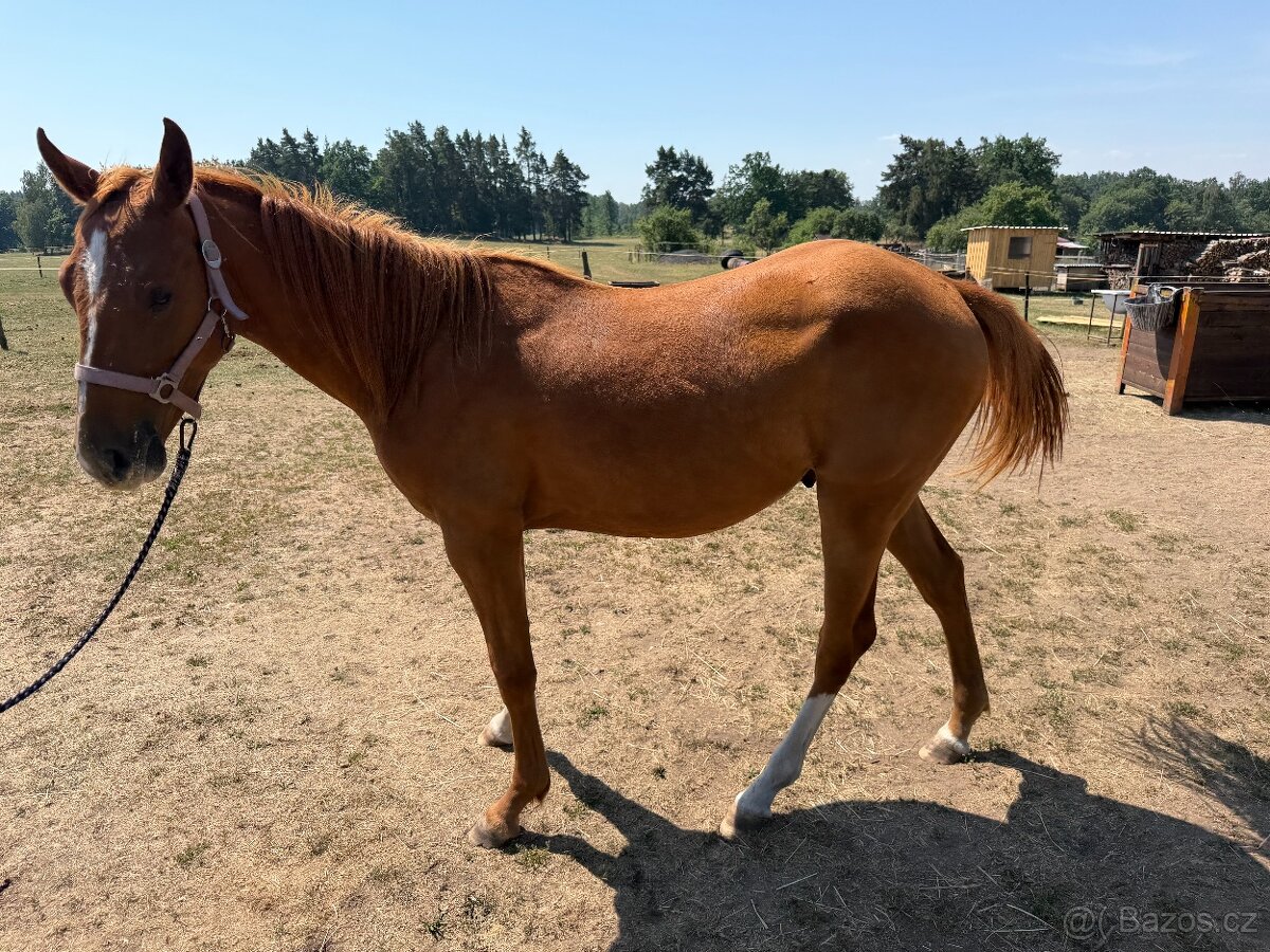 QH - 2