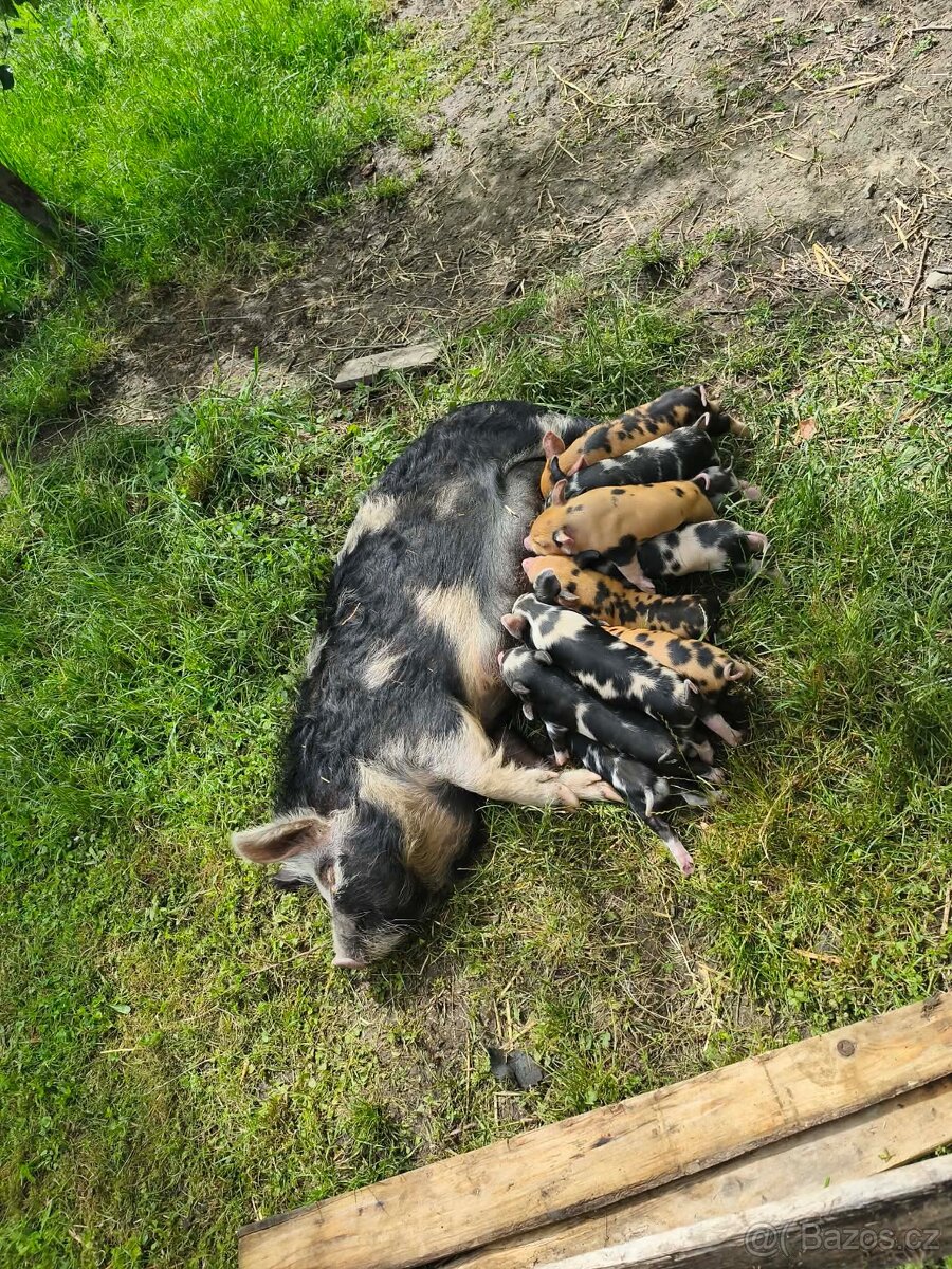 Kune kune - 2