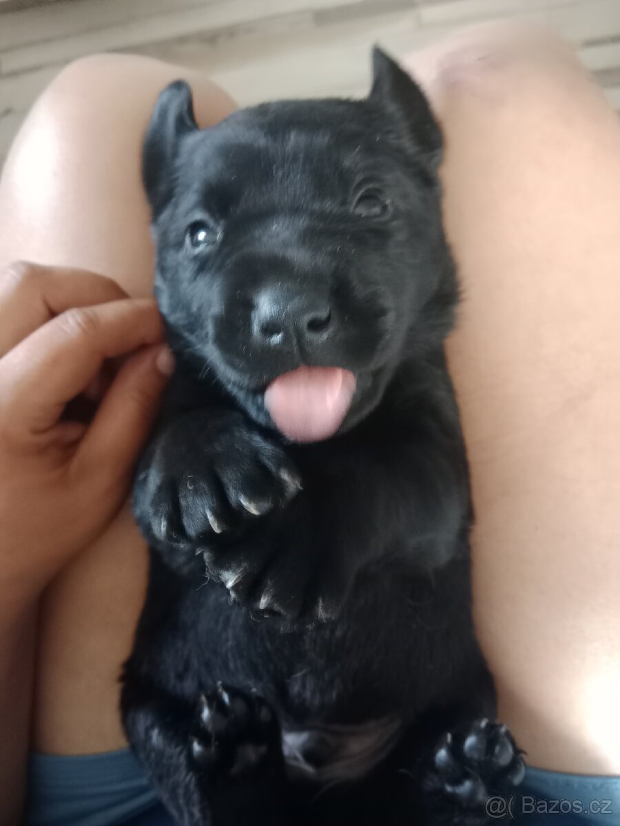 Labradorský retrívr - 2