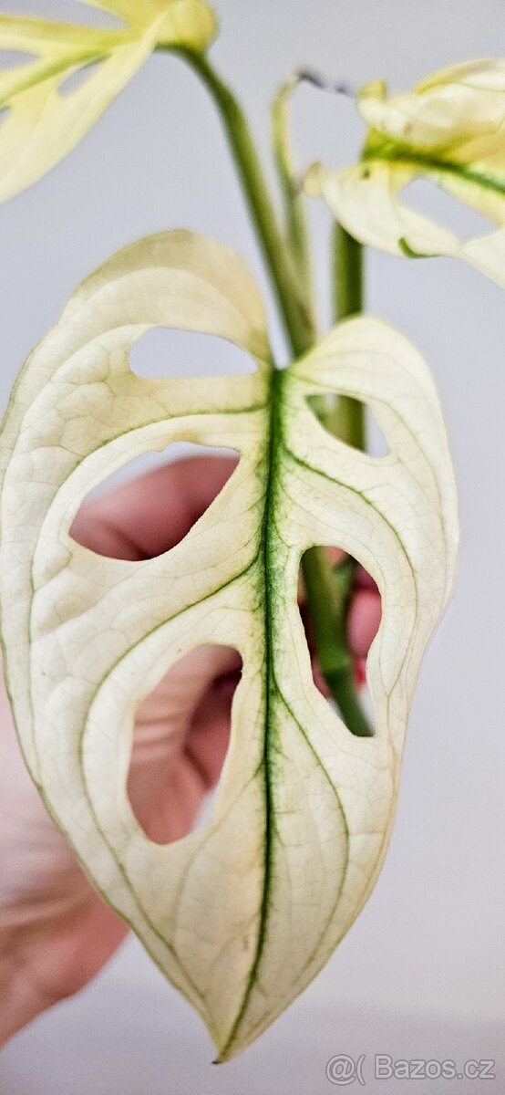 Monstera adansonii Archipelago Ghost raritka - 2