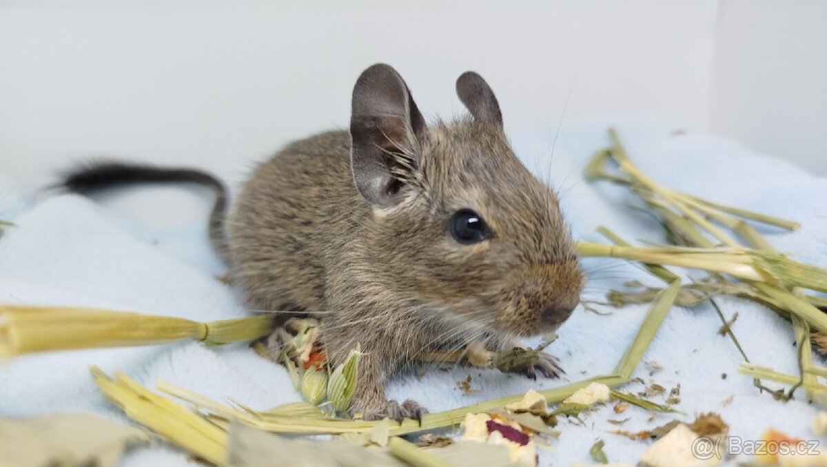 Osmák degu, Osmáci- SAMEČEK - 2