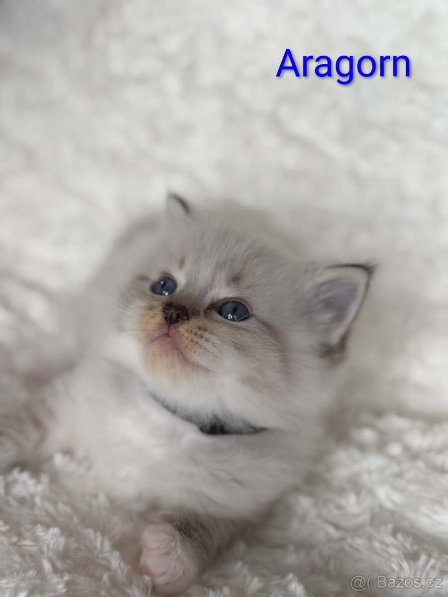 Ragdoll s PP - 2
