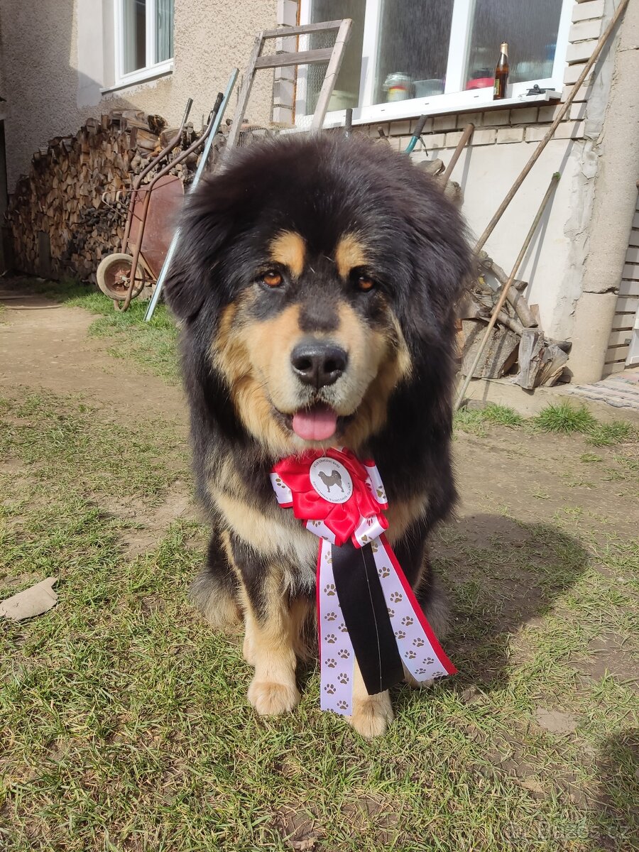 Tibetská doga - 2