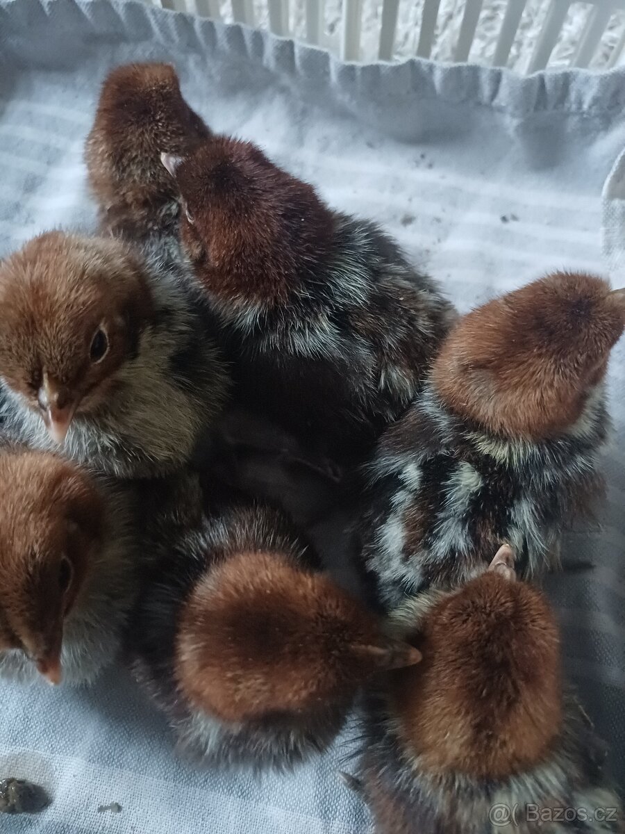 Prodám kuřátka - 2
