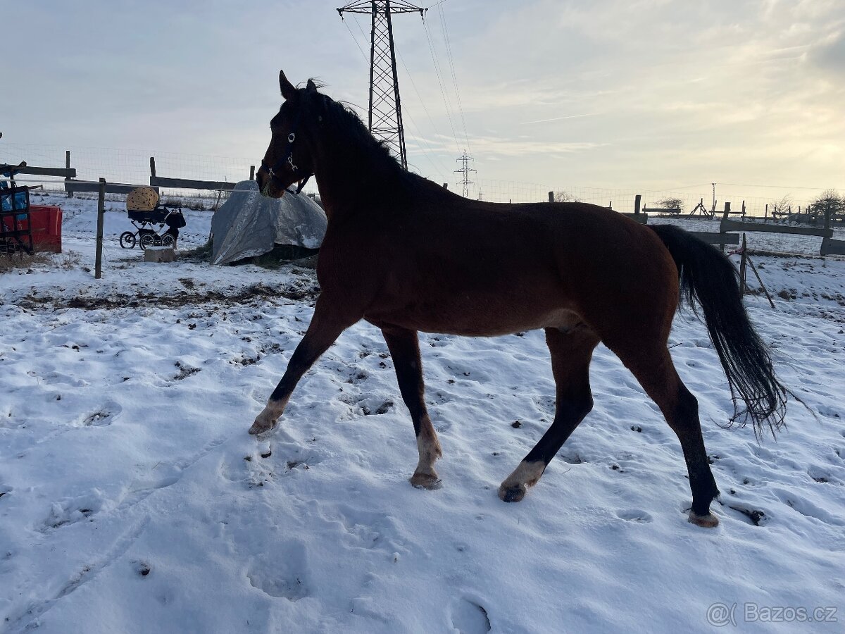 Český teplokrevník- valach - 2