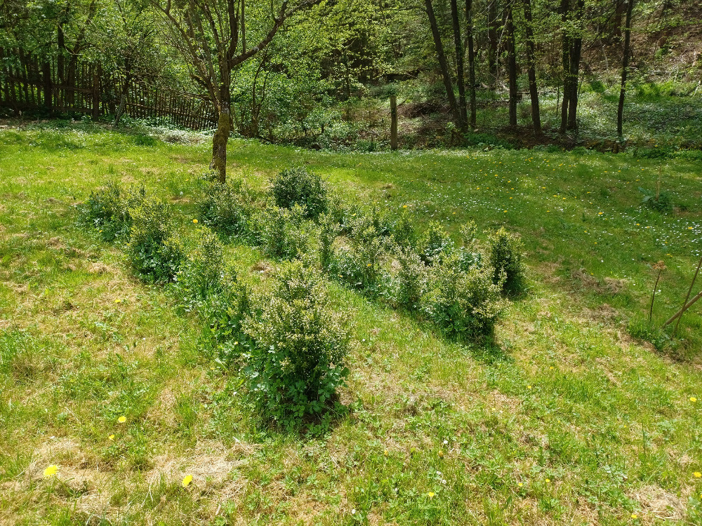 Buxus - 2