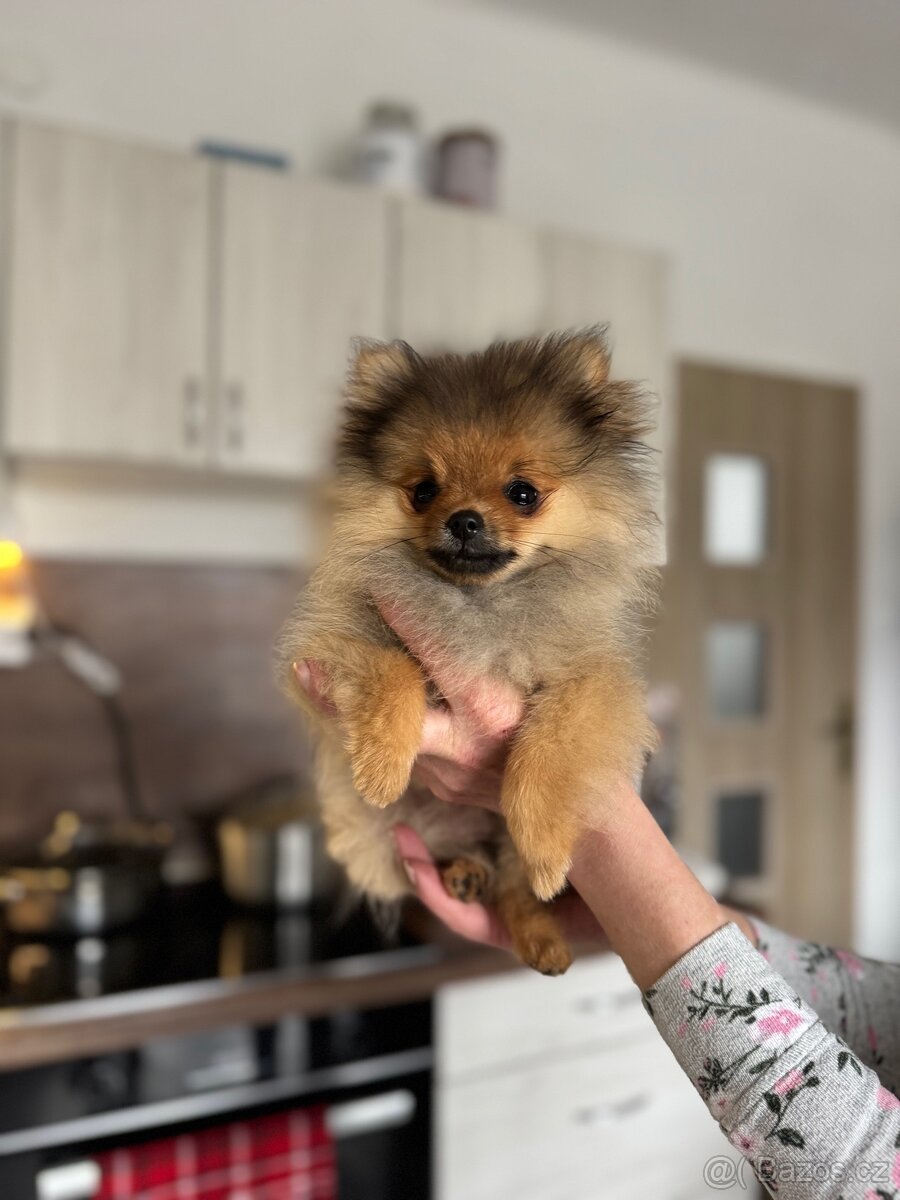 Pomeranian fenečka s PP - 2