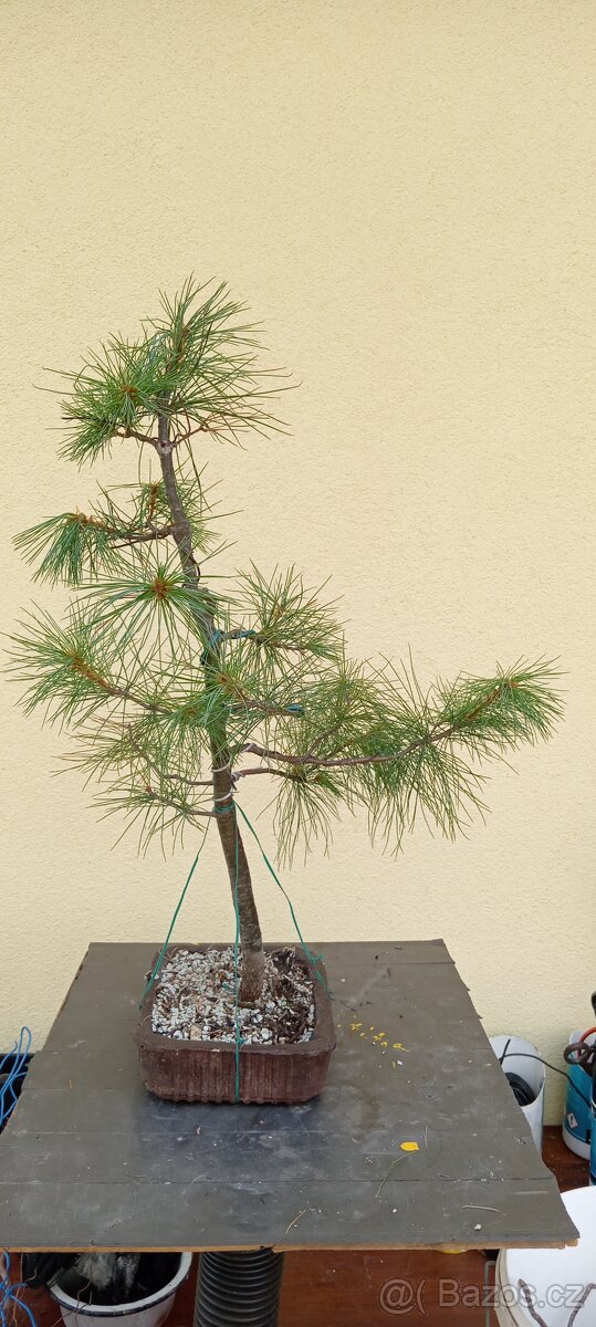 Bonsai borovice - 2