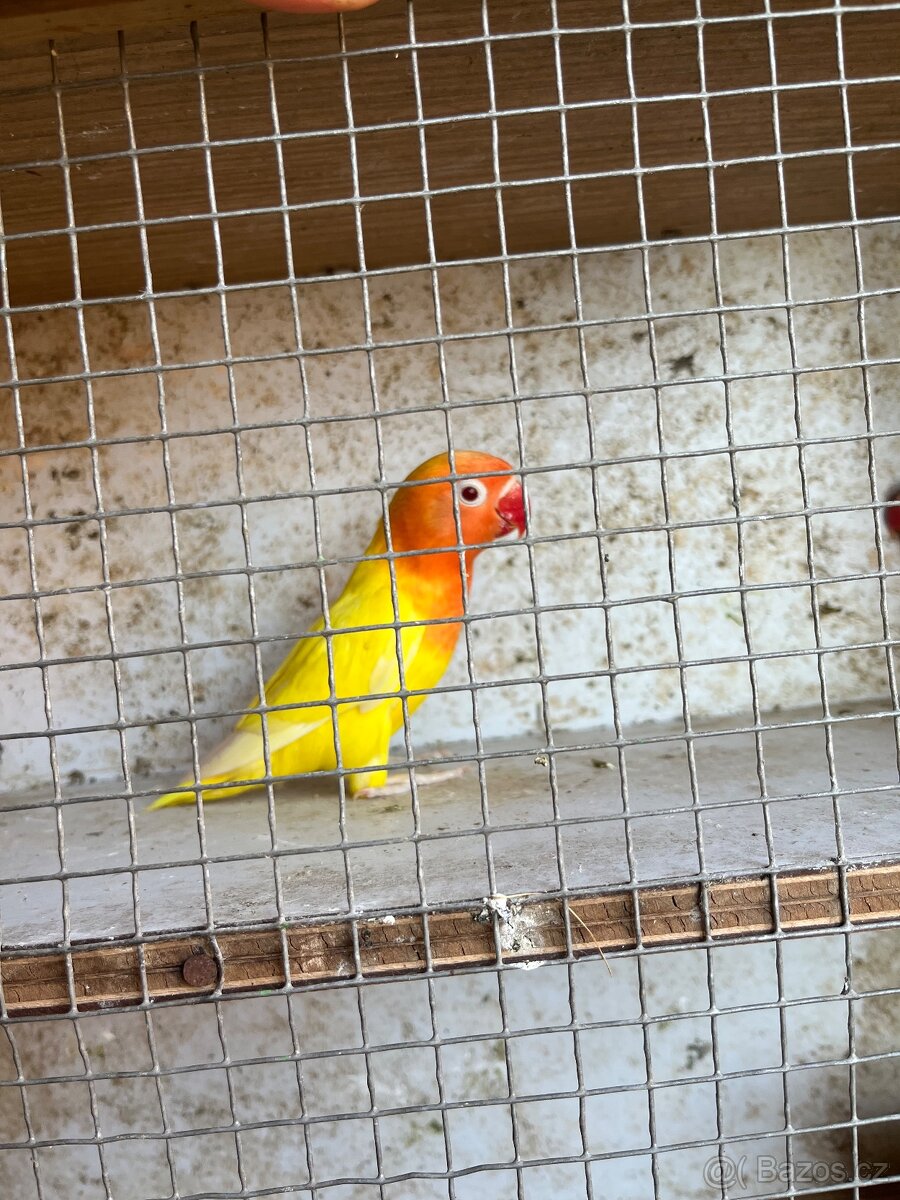 Agapornis fischeri - 2