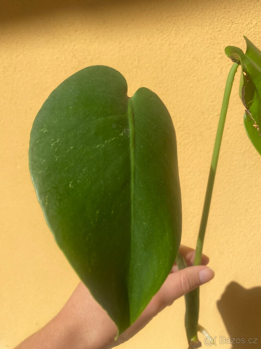 Monstera Mint - 2