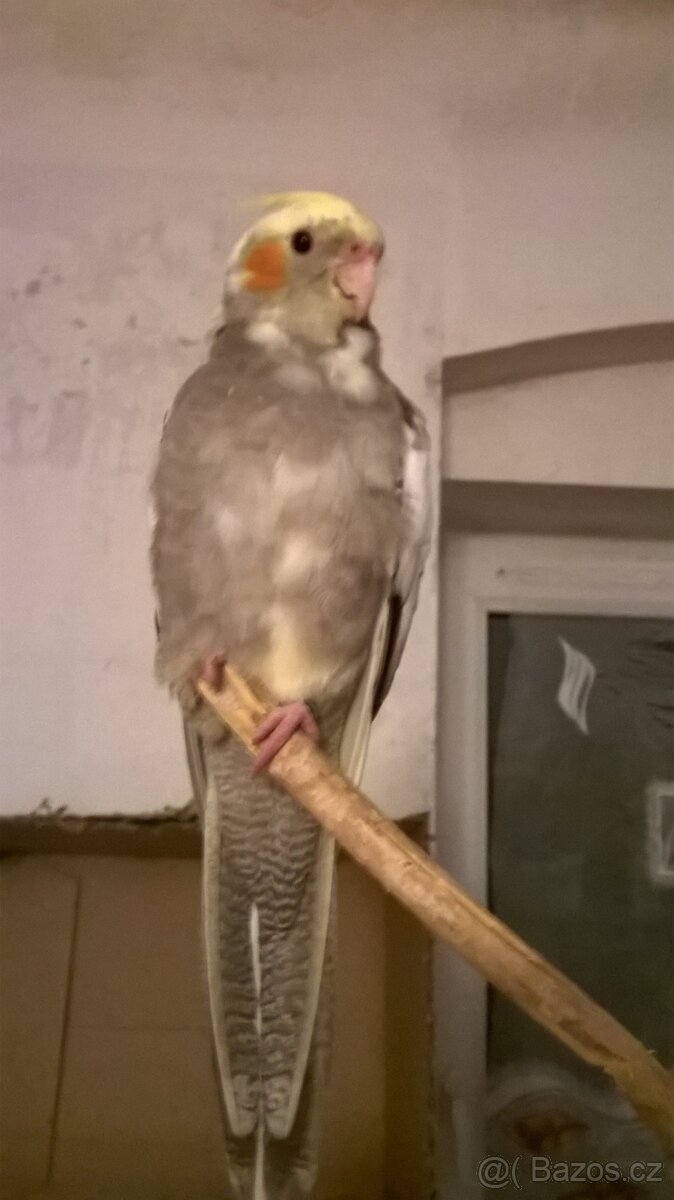 rucne dokrmena KORELA kluk - 2