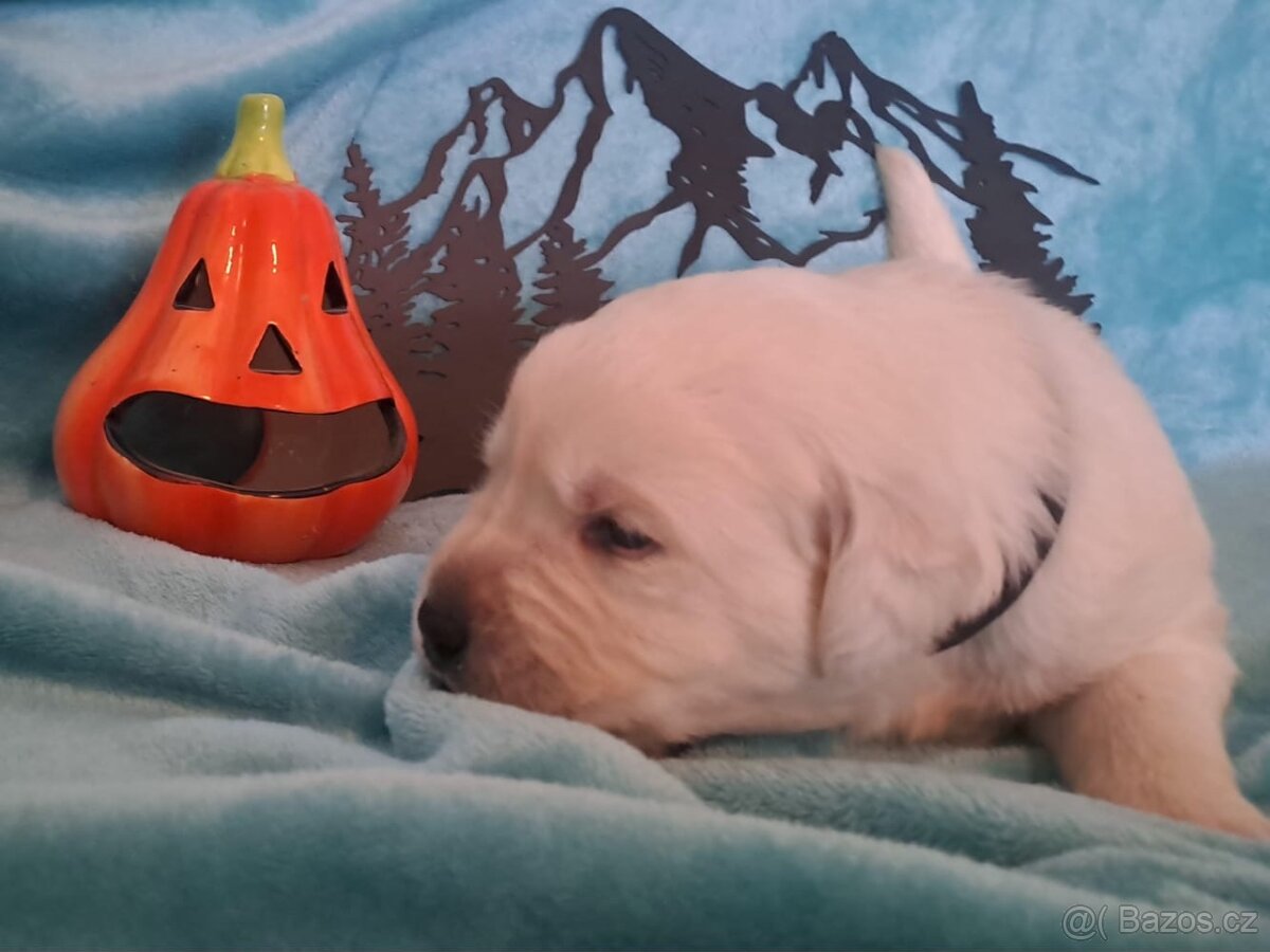 Labradorský retrívr - 2