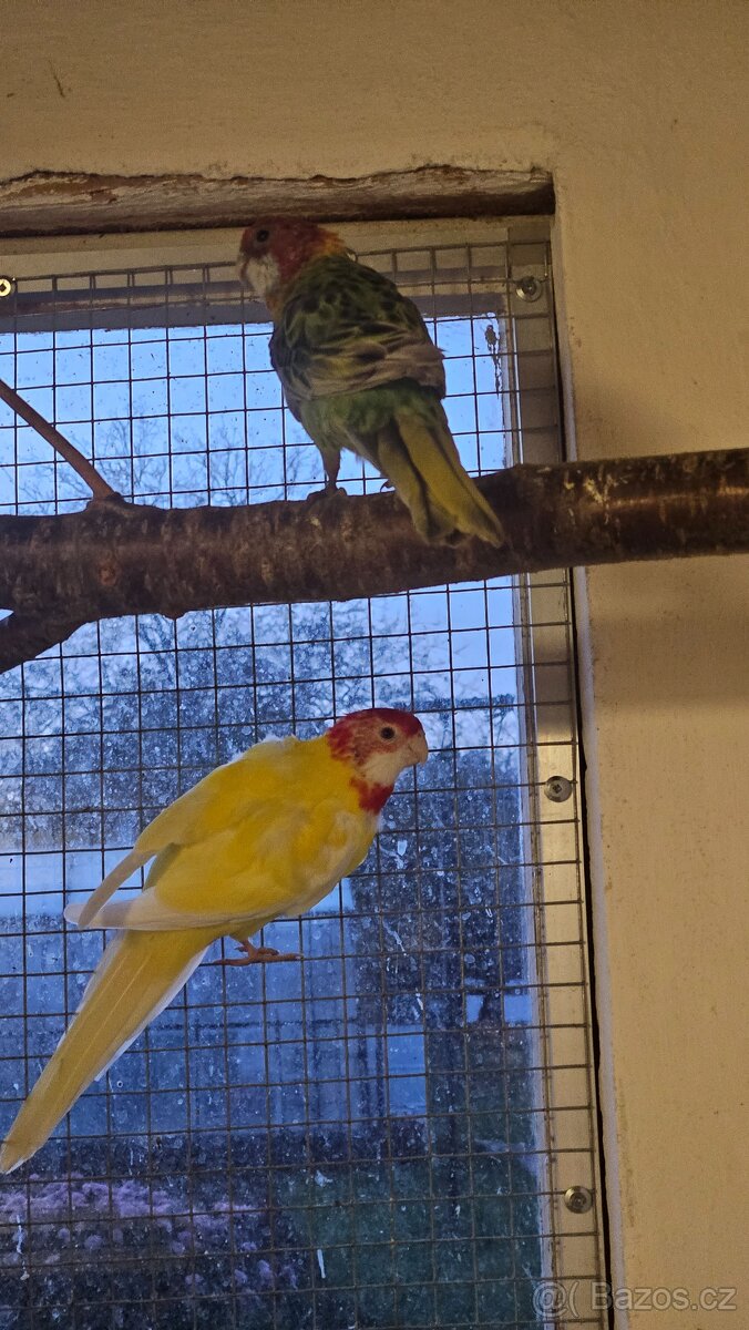 Rosela golden gold lutino - 2