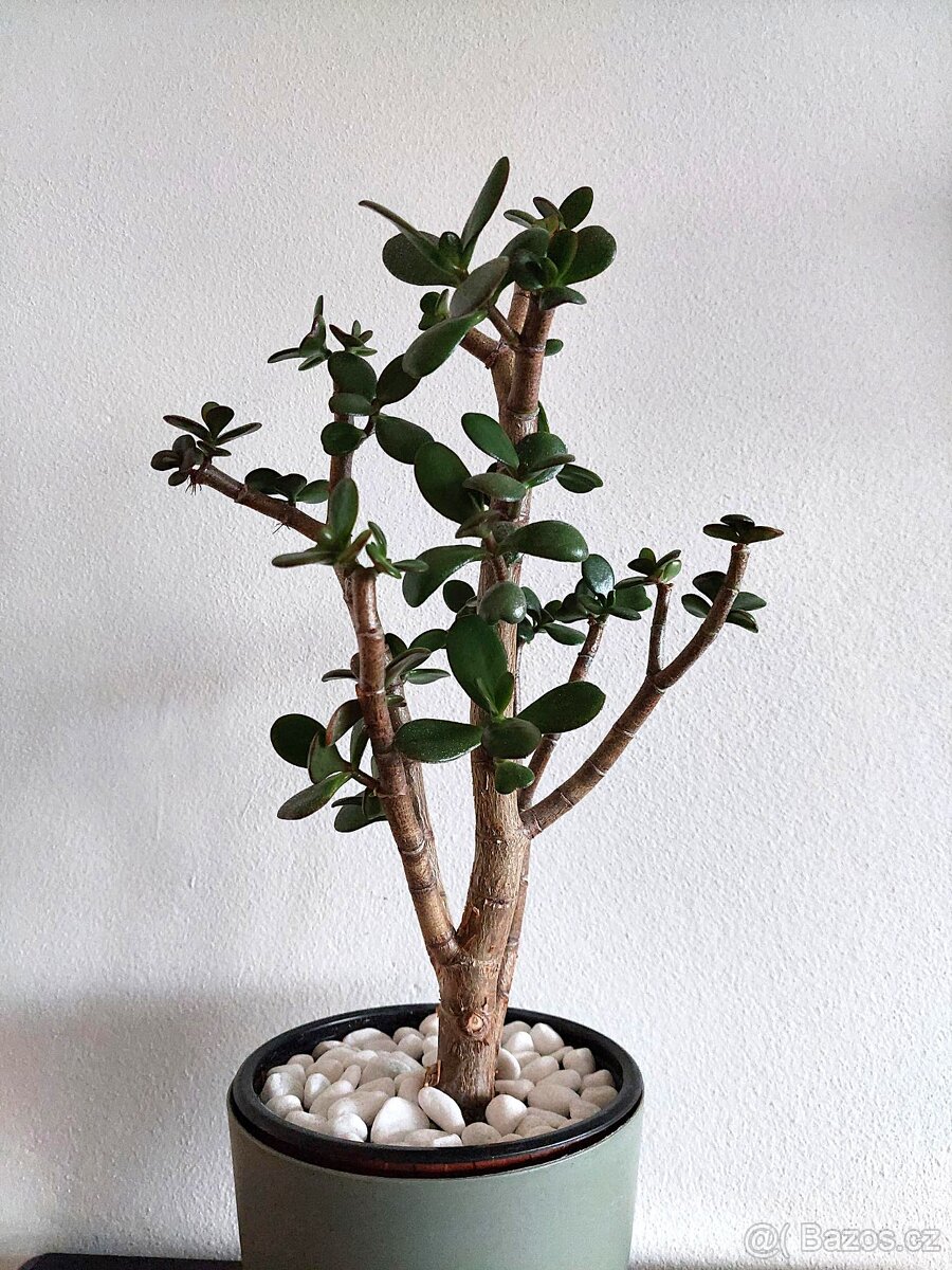 Tlustice vejčitá - Crassula ovata - 2