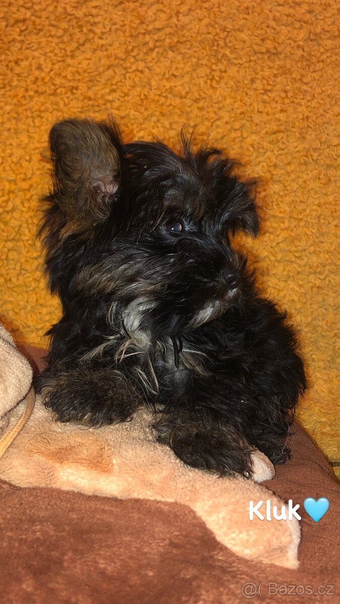 Jorkšírský teriér bez PP - 2