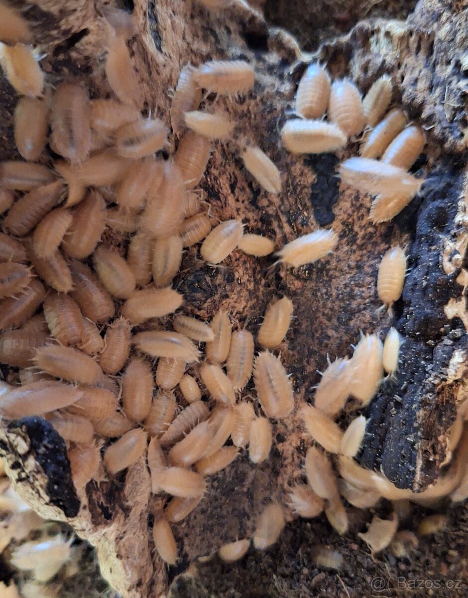 Prodám tropické stínky (Isopody) - 2