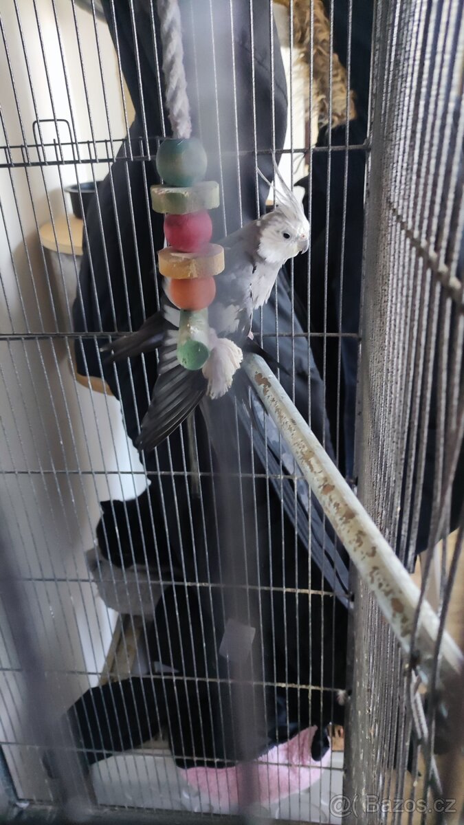 Korela samec i s klecí - 2