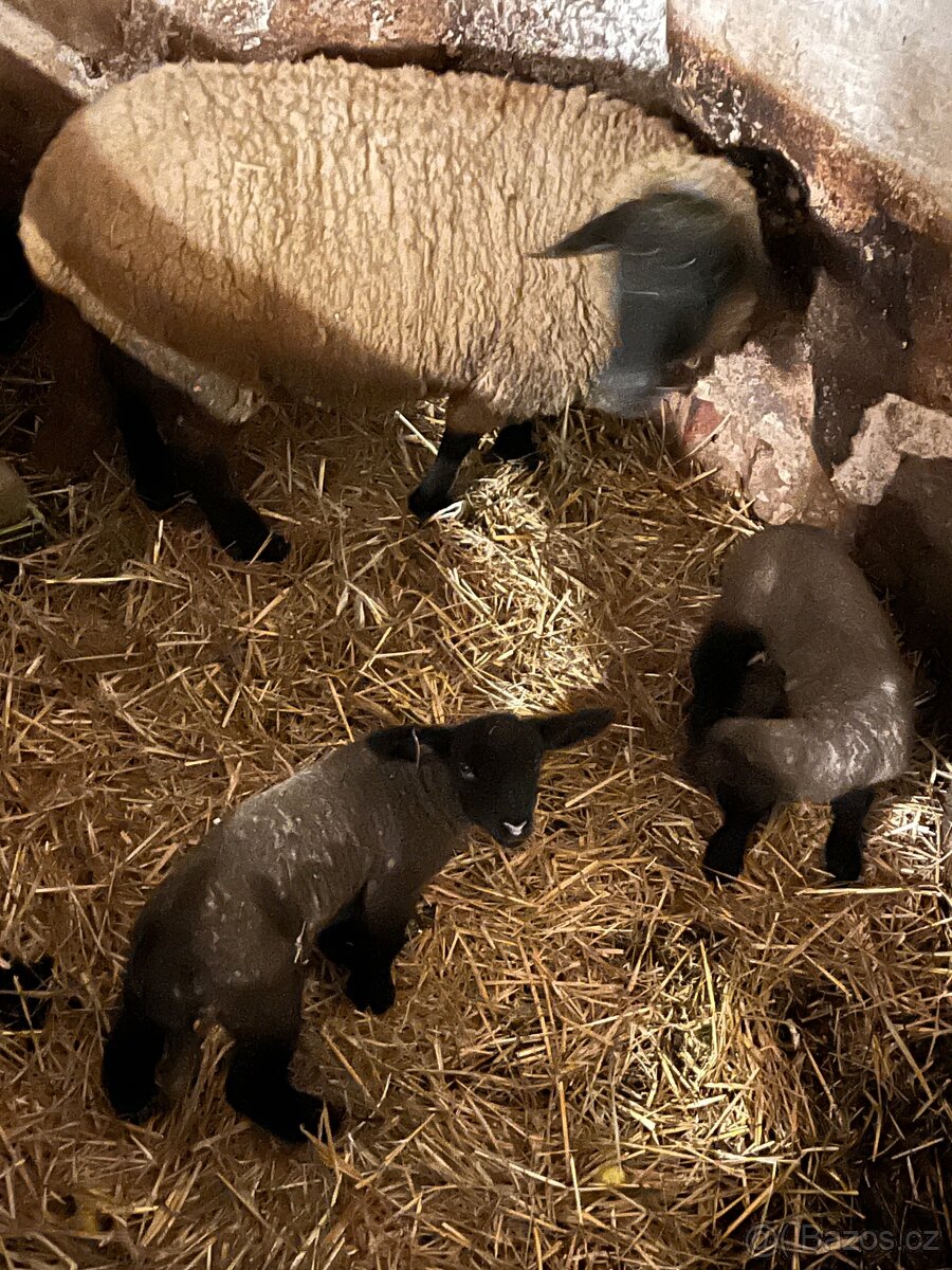 Beránci suffolk - 2