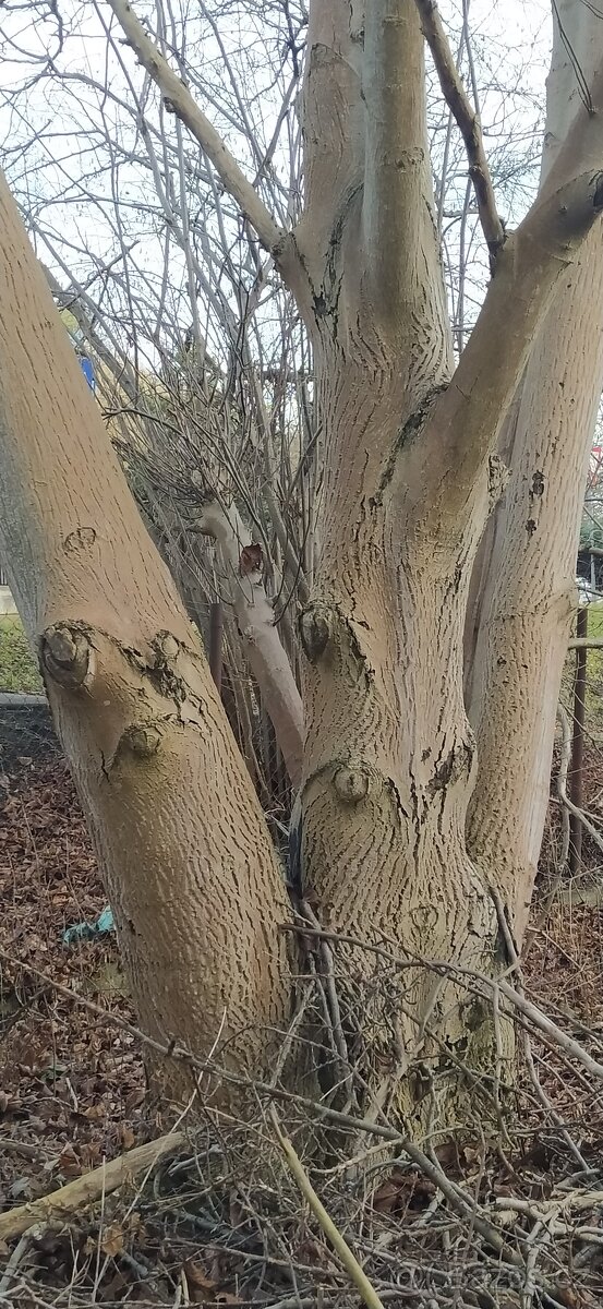 Kmeny Ořechů na fošny - 2