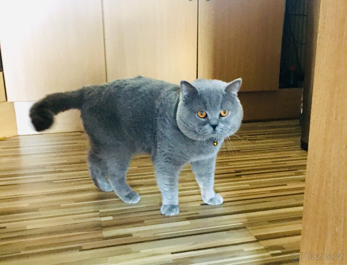 Britský kocourek ke krytí - 2