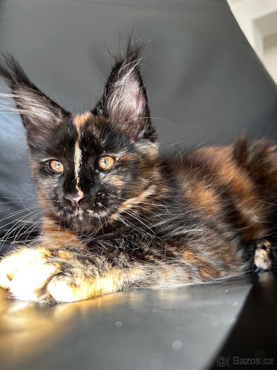 Mainská mývalí s PP - 2