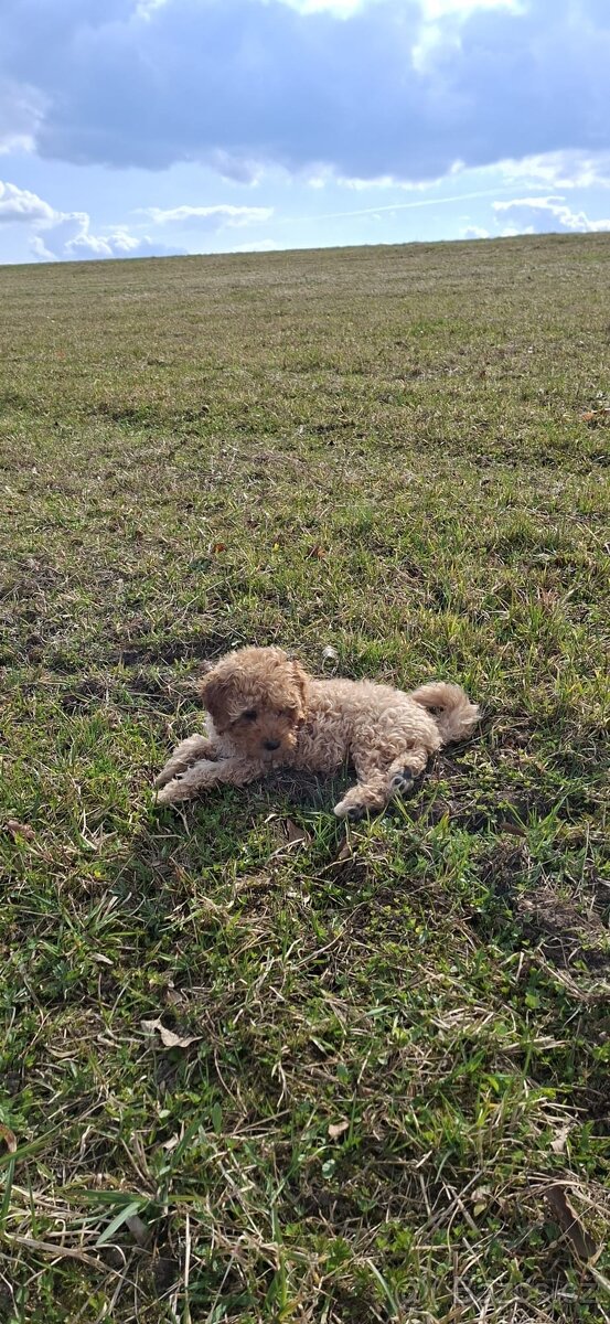 Štěňátko Trpasličího Pudla - 2